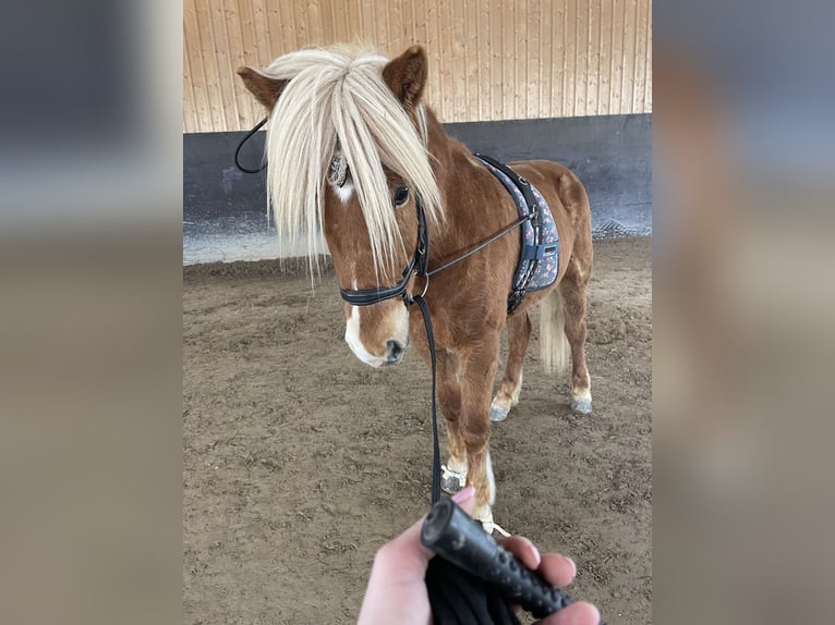 Islandpferd Stute 11 Jahre 140 cm Fuchs in Geretsried