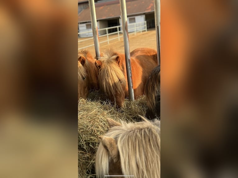 Islandpferd Stute 11 Jahre 140 cm Fuchs in Geretsried