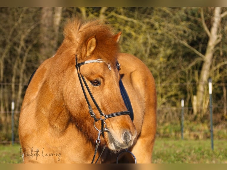 Islandpferd Stute 11 Jahre 140 cm Red Dun in Tann