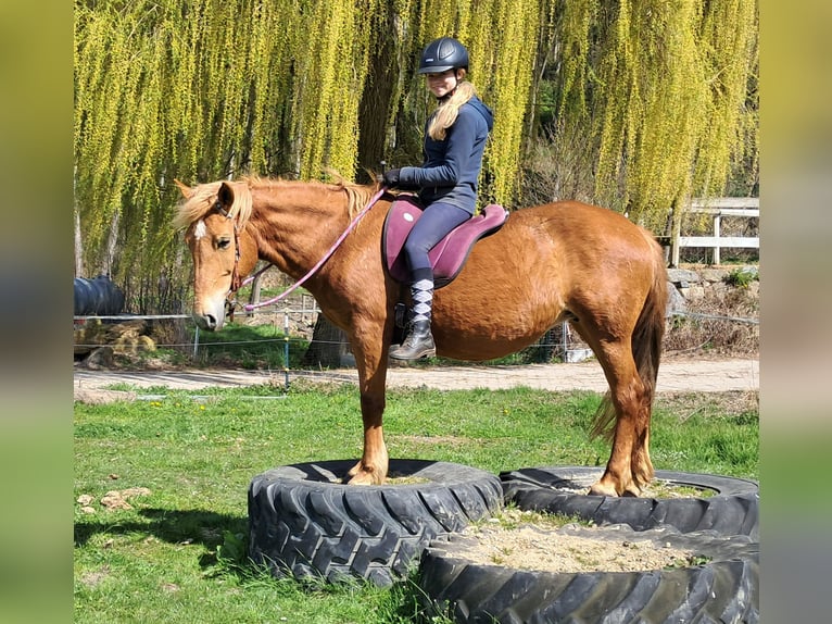 Islandpferd Mix Stute 11 Jahre 142 cm Fuchs in Bayerbach