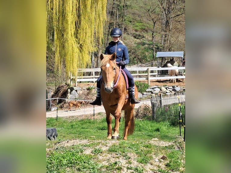 Islandpferd Mix Stute 11 Jahre 142 cm Fuchs in Bayerbach