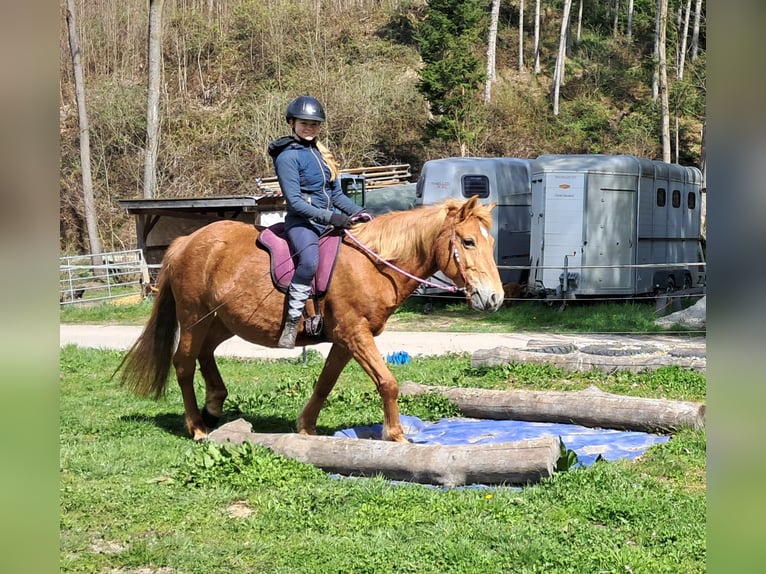 Islandpferd Mix Stute 11 Jahre 142 cm Fuchs in Bayerbach