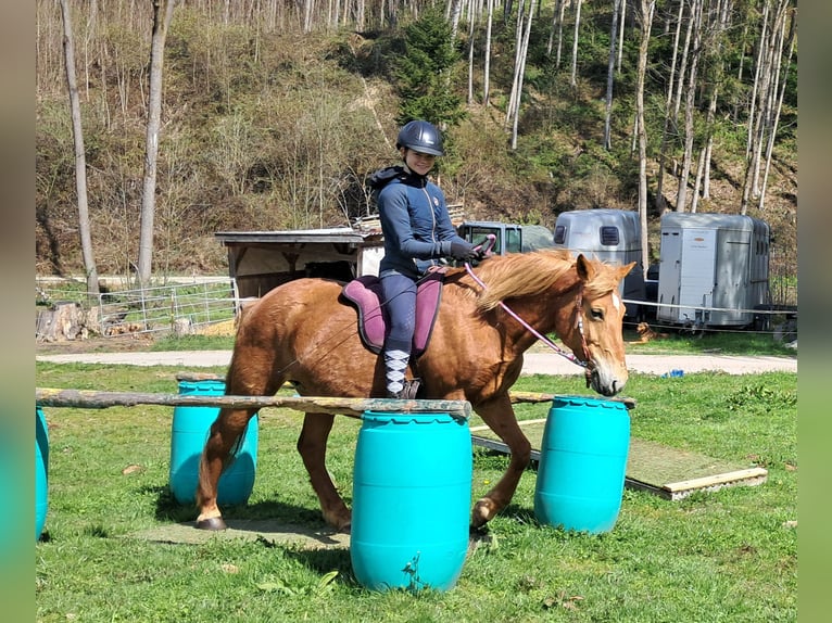 Islandpferd Mix Stute 11 Jahre 142 cm Fuchs in Bayerbach