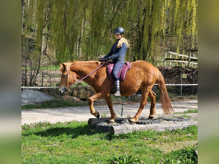 Islandpferd Mix Stute 11 Jahre 142 cm Fuchs in Bayerbach