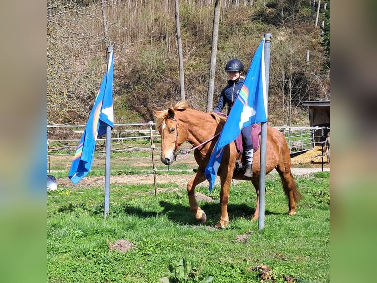 Islandpferd Mix Stute 11 Jahre 142 cm Fuchs in Bayerbach