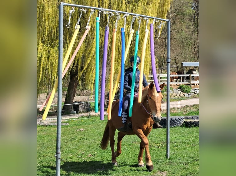 Islandpferd Mix Stute 11 Jahre 142 cm Fuchs in Bayerbach