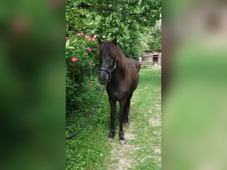 Islandpferd Stute 11 Jahre 142 cm Rappe in Pfinztal