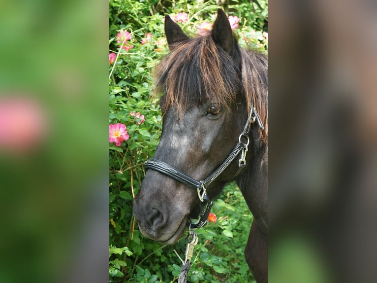 Islandpferd Stute 11 Jahre 142 cm Rappe in Pfinztal