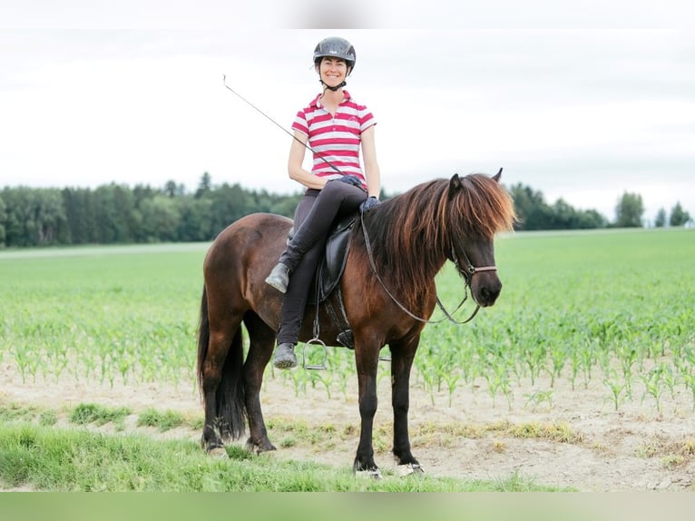 Islandpferd Stute 11 Jahre 142 cm Rappe in Taufkirchen an der Trattnach