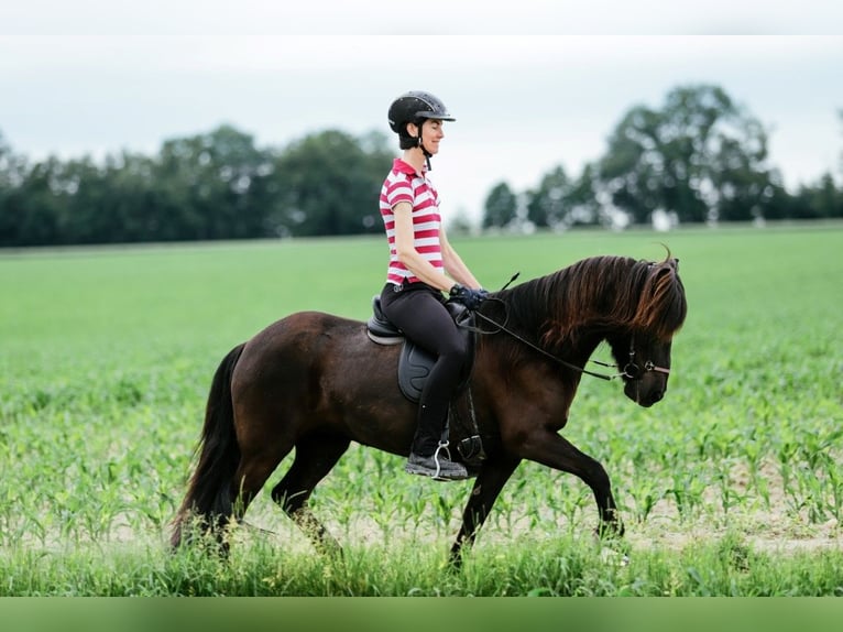 Islandpferd Stute 11 Jahre 142 cm Rappe in Taufkirchen an der Trattnach