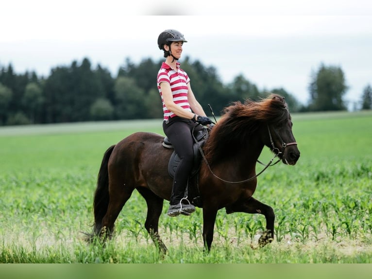 Islandpferd Stute 11 Jahre 142 cm Rappe in Taufkirchen an der Trattnach