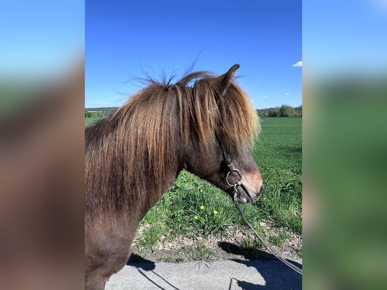 Islandpferd Stute 11 Jahre 143 cm Brauner in Felsberg