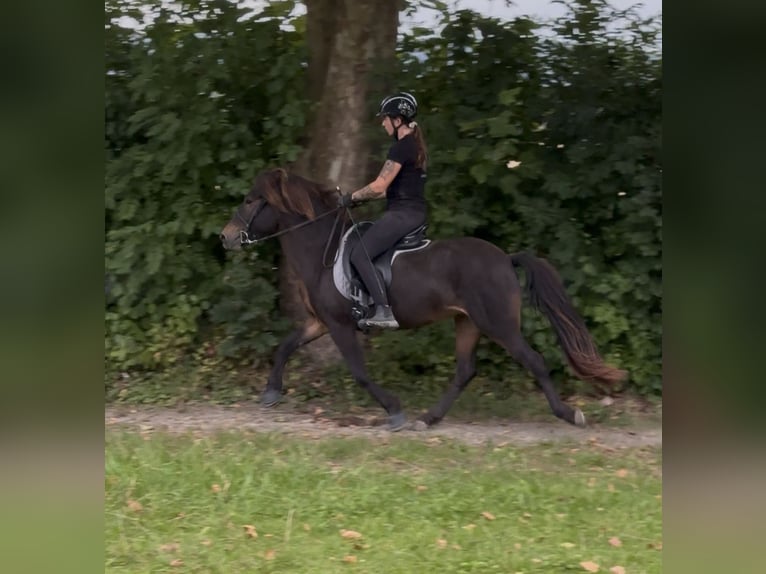 Islandpferd Stute 11 Jahre 143 cm Brauner in Felsberg