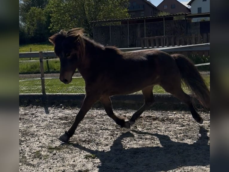 Islandpferd Stute 11 Jahre 143 cm Brauner in Felsberg
