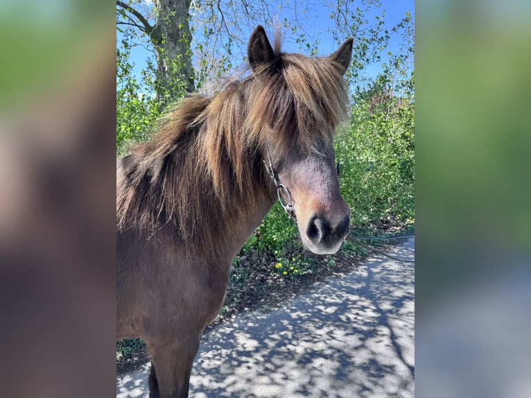 Islandpferd Stute 11 Jahre 143 cm Brauner in Felsberg