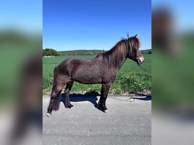 Islandpferd Stute 11 Jahre 143 cm Brauner in Felsberg