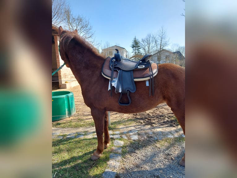 Islandpferd Mix Stute 11 Jahre 143 cm Fuchs in Espenau