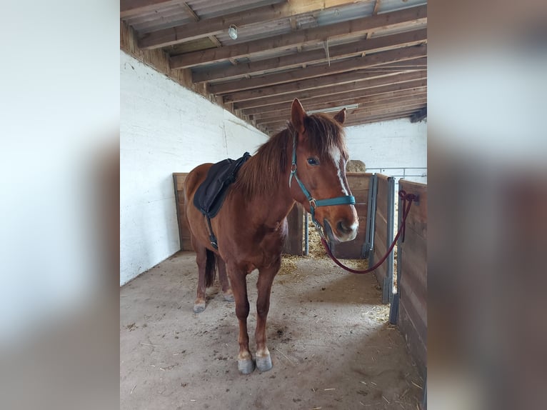 Islandpferd Mix Stute 11 Jahre 143 cm Fuchs in Espenau