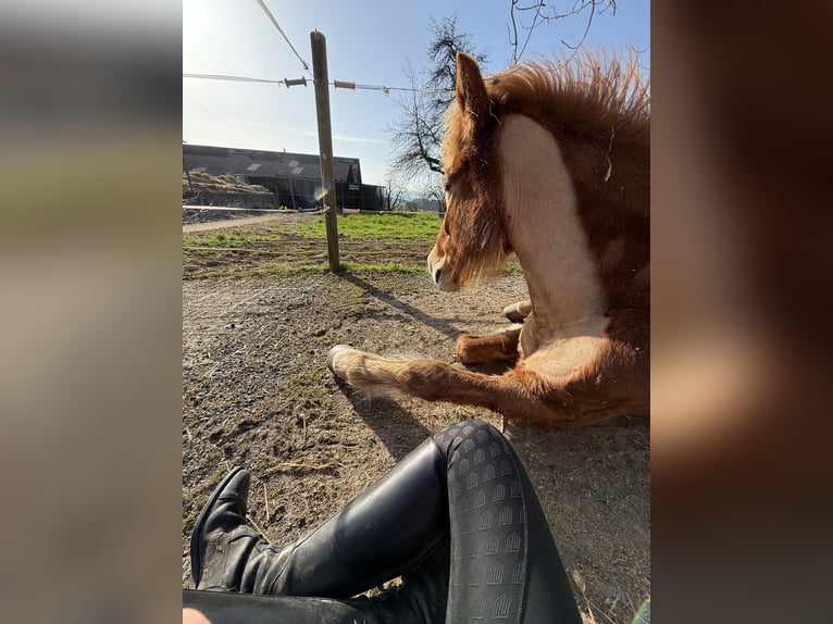 Islandpferd Stute 11 Jahre 143 cm Fuchs in Steinhausen