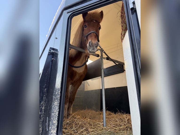 Islandpferd Stute 11 Jahre 143 cm Fuchs in Steinhausen
