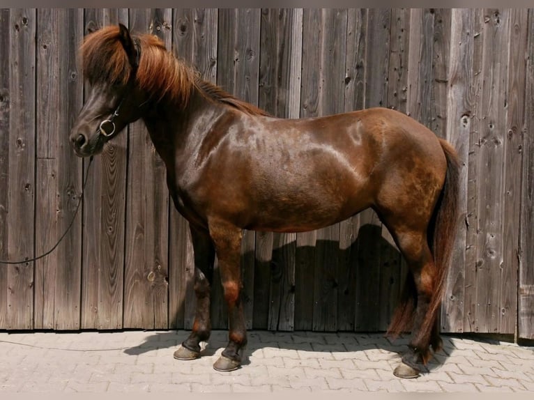 Islandpferd Stute 11 Jahre 143 cm Rappe in Ober-M&#xF6;rlen