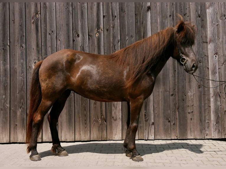 Islandpferd Stute 11 Jahre 143 cm Rappe in Ober-M&#xF6;rlen