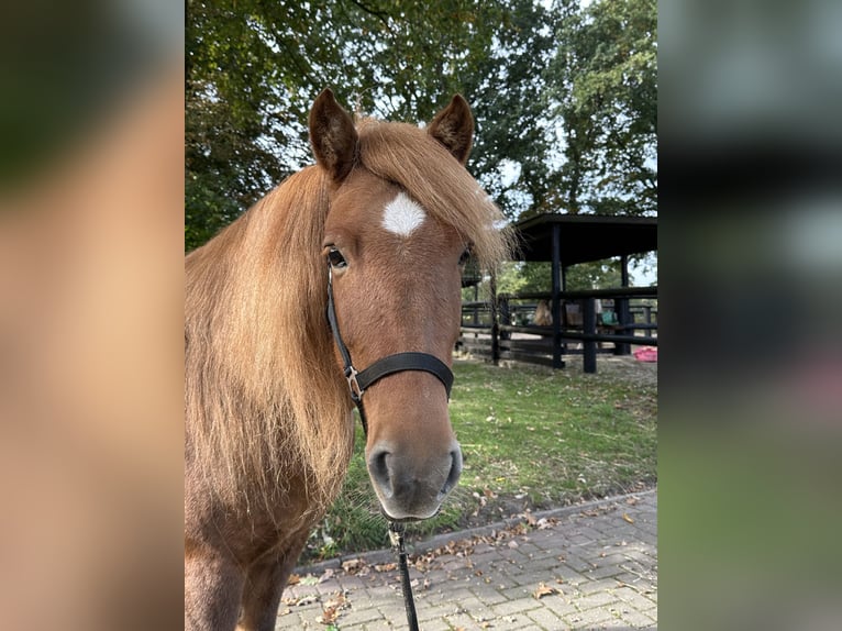 Islandpferd Stute 11 Jahre 144 cm Fuchs in Wingst