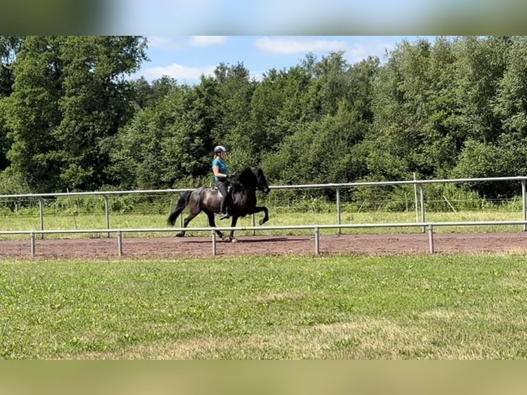 Islandpferd Stute 11 Jahre 144 cm Rappe in Soltau