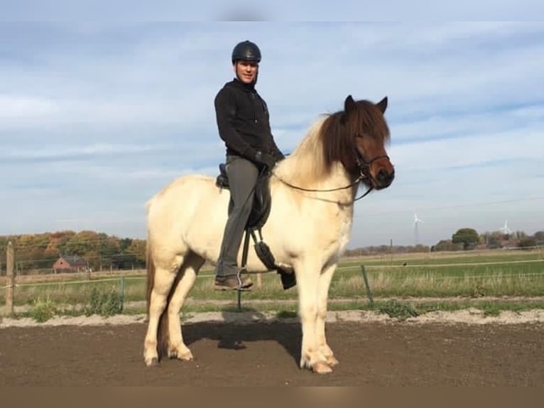 Islandpferd Stute 11 Jahre 144 cm Schecke in Rheurdt
