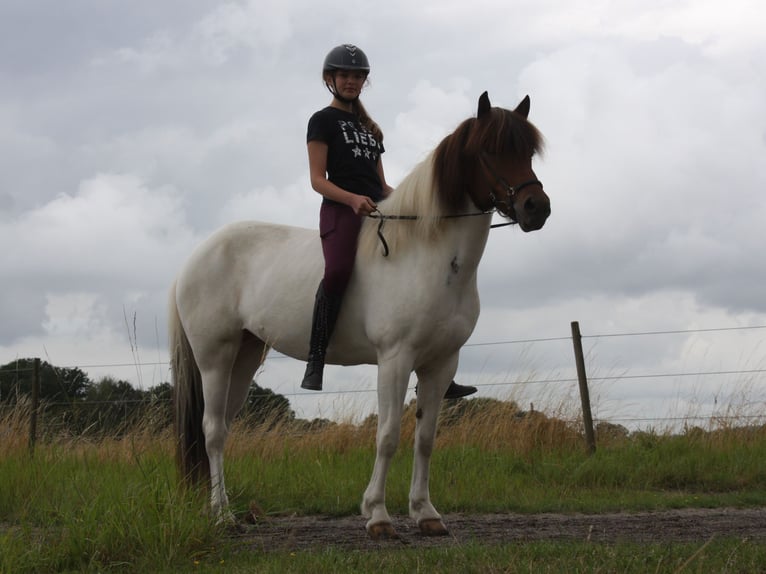 Islandpferd Stute 11 Jahre 144 cm Schecke in Rheurdt