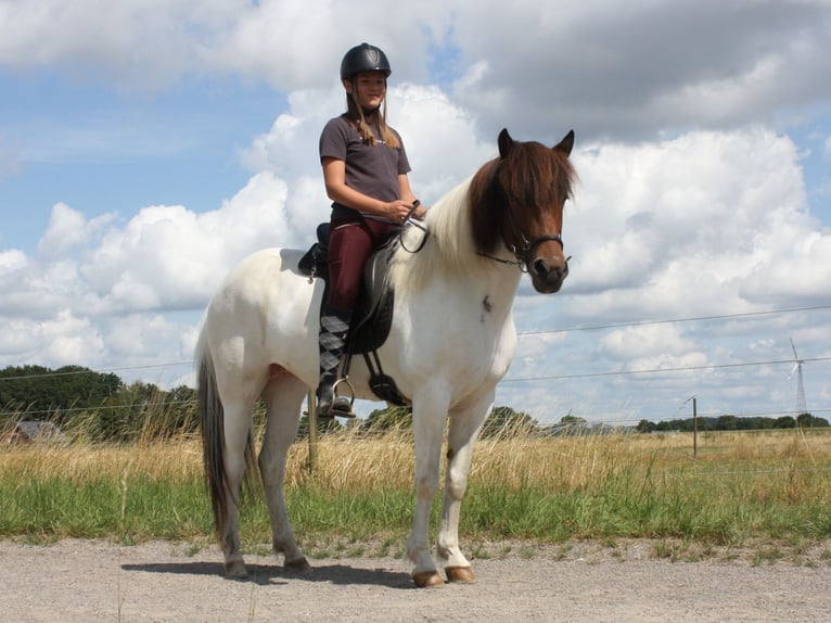 Islandpferd Stute 11 Jahre 144 cm Schecke in Rheurdt