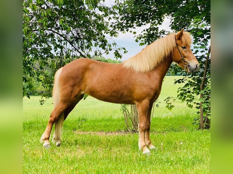 Islandpferd Stute 11 Jahre 145 cm Fuchs in Nürensdorf