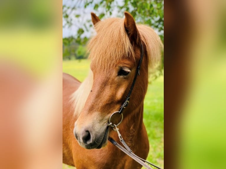 Islandpferd Stute 11 Jahre 145 cm Fuchs in Nürensdorf