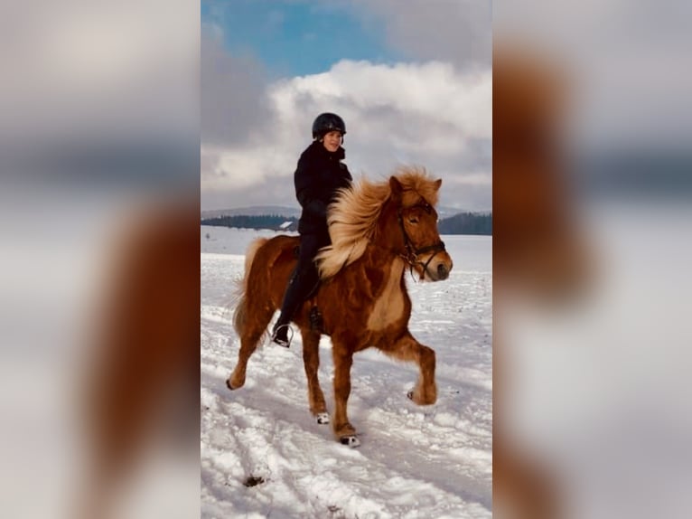 Islandpferd Stute 11 Jahre 145 cm Fuchs in Nürensdorf