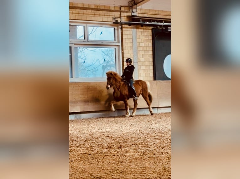 Islandpferd Stute 11 Jahre 145 cm Fuchs in Nürensdorf