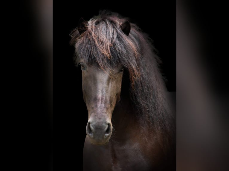 Islandpferd Stute 11 Jahre 145 cm Rappe in Ermelo