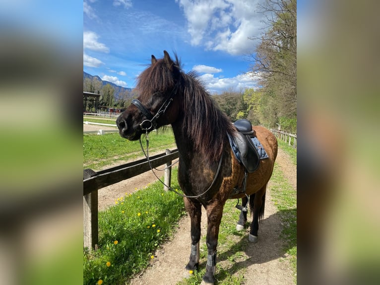 Islandpferd Stute 11 Jahre 146 cm Rappe in S&#xFC;dtirol