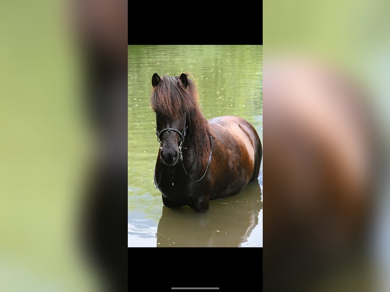 Islandpferd Stute 11 Jahre 146 cm Rappe in S&#xFC;dtirol