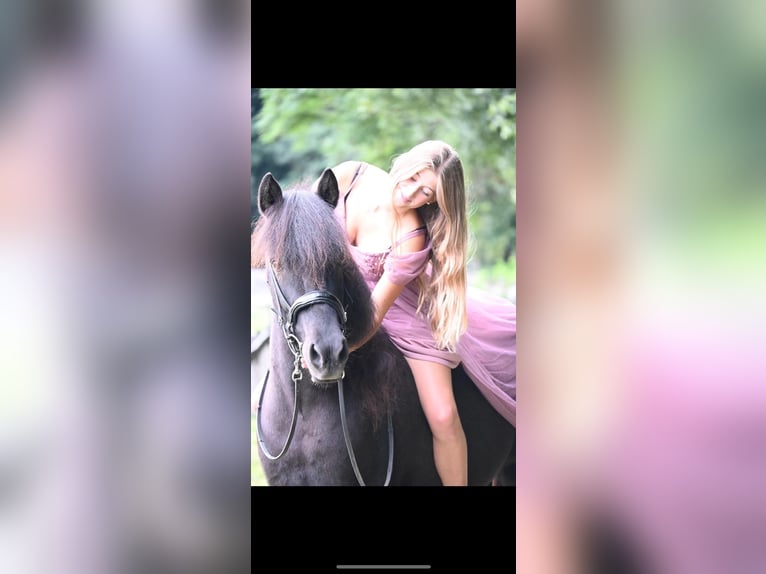 Islandpferd Stute 11 Jahre 146 cm Rappe in S&#xFC;dtirol