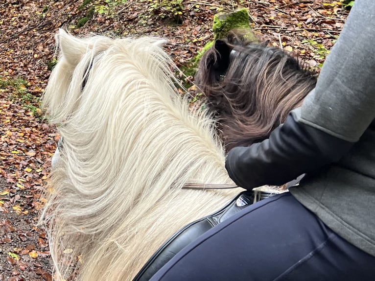 Islandpferd Stute 11 Jahre 146 cm Schimmel in Schmelz