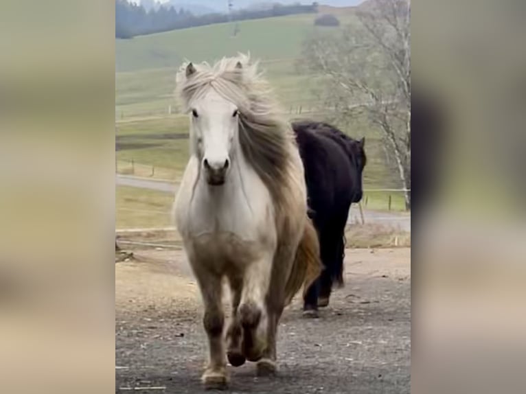 Islandpferd Stute 11 Jahre 146 cm Schimmel in Schmelz