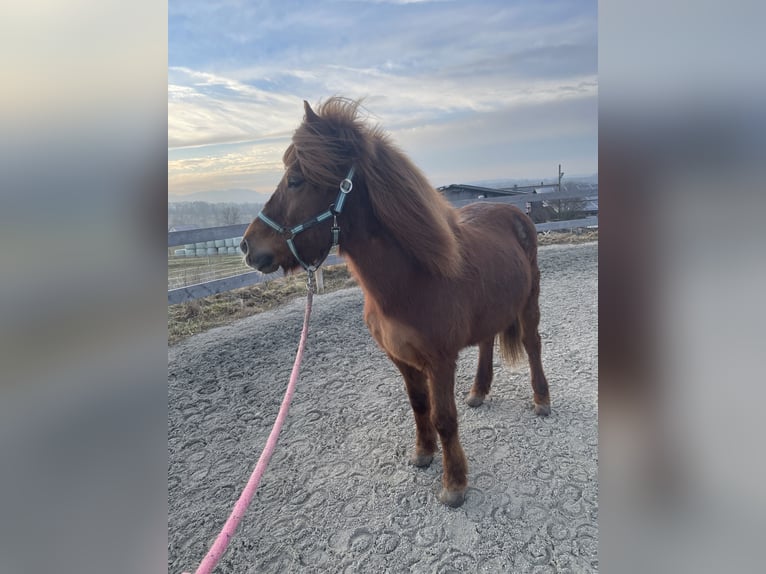 Islandpferd Stute 11 Jahre 149 cm Dunkelfuchs in Aichtal