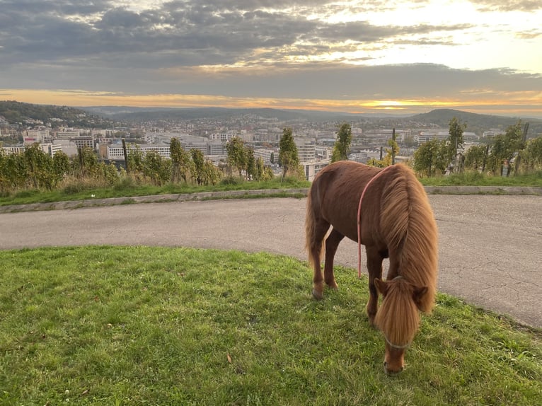 Islandpferd Stute 11 Jahre 149 cm Dunkelfuchs in Aichtal