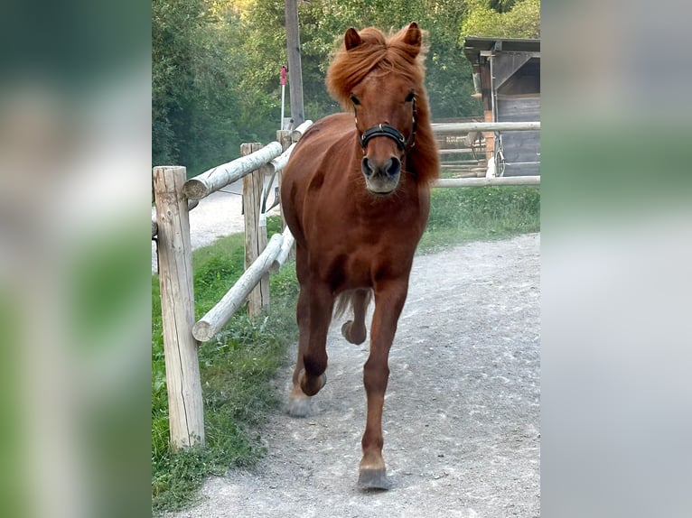 Islandpferd Stute 11 Jahre 149 cm Dunkelfuchs in Aichtal