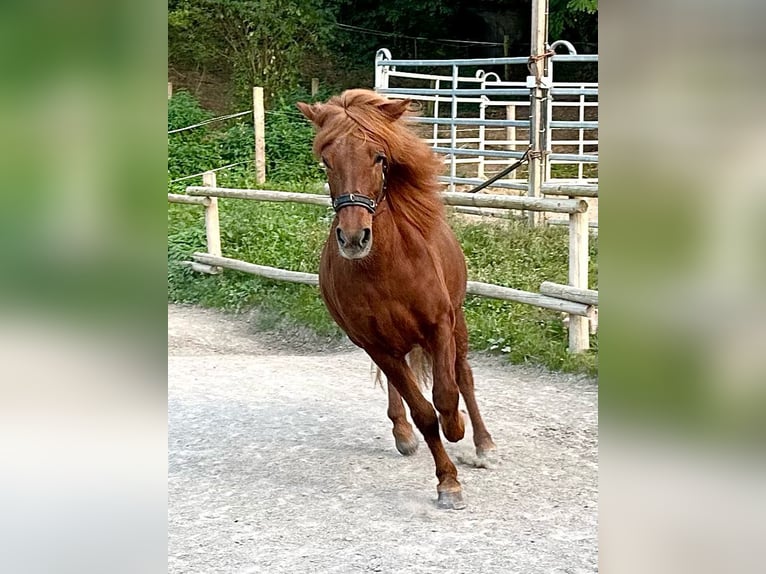 Islandpferd Stute 11 Jahre 149 cm Dunkelfuchs in Aichtal