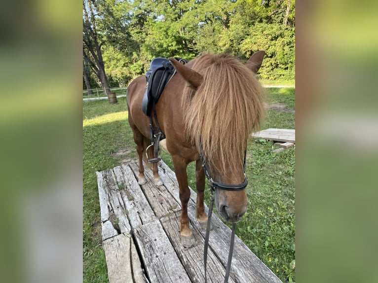 Islandpferd Stute 11 Jahre 149 cm Dunkelfuchs in Aichtal