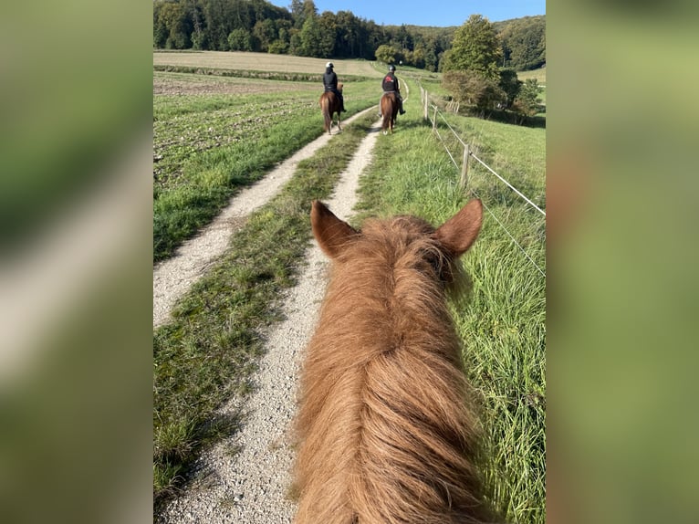 Islandpferd Stute 11 Jahre 149 cm Dunkelfuchs in Aichtal