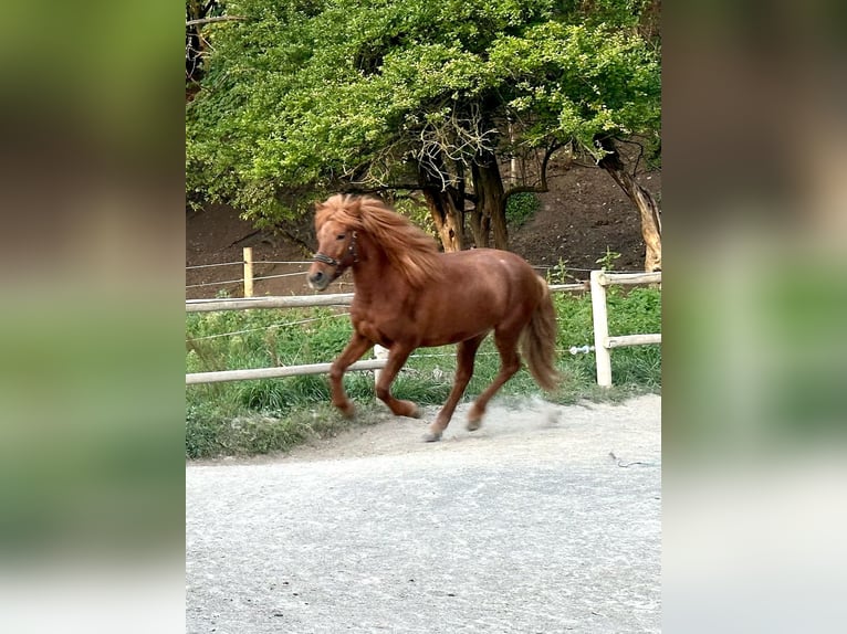 Islandpferd Stute 11 Jahre 149 cm Dunkelfuchs in Aichtal