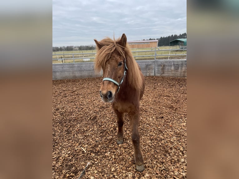 Islandpferd Stute 11 Jahre 149 cm Dunkelfuchs in Aichtal