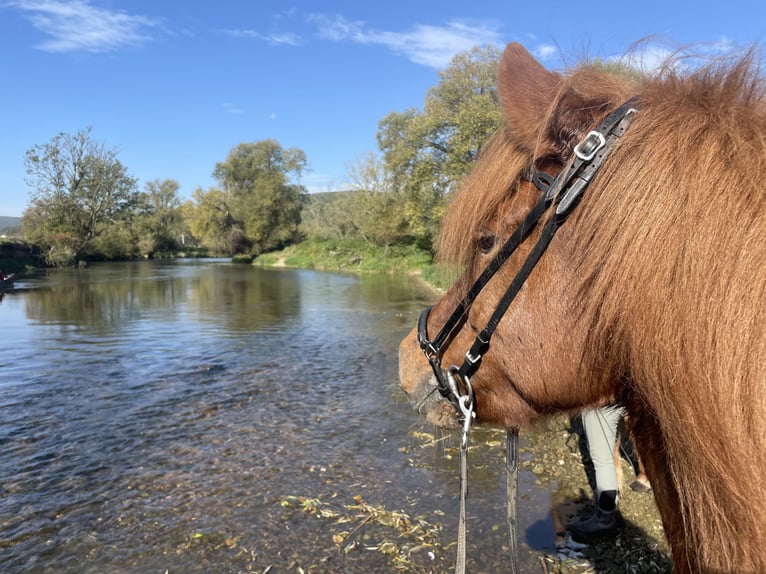 Islandpferd Stute 11 Jahre 149 cm Dunkelfuchs in Aichtal